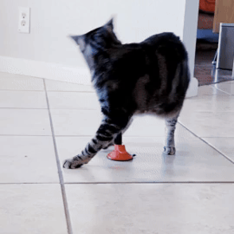 A cat kicking and hugging a punching bag toy with red boxing gloves, enjoying interactive play. The toy is designed to keep cats active and entertained indoors."