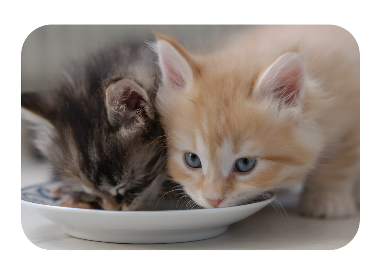 This image emphasizing Two cats aggressively fighting over a bowl of food, their fur slightly raised as they compete for a meal. One cat has its paw extended toward the other, while both have their eyes locked on the food."