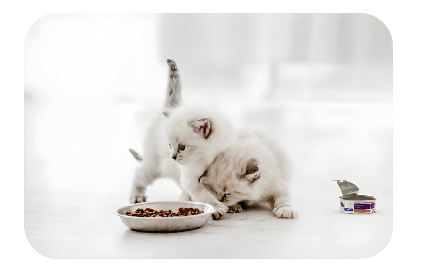 Two cats tussling over a shared food bowl, their bodies tense and fur slightly bristled. One cat swipes a paw at the other while both remain fixated on the mea