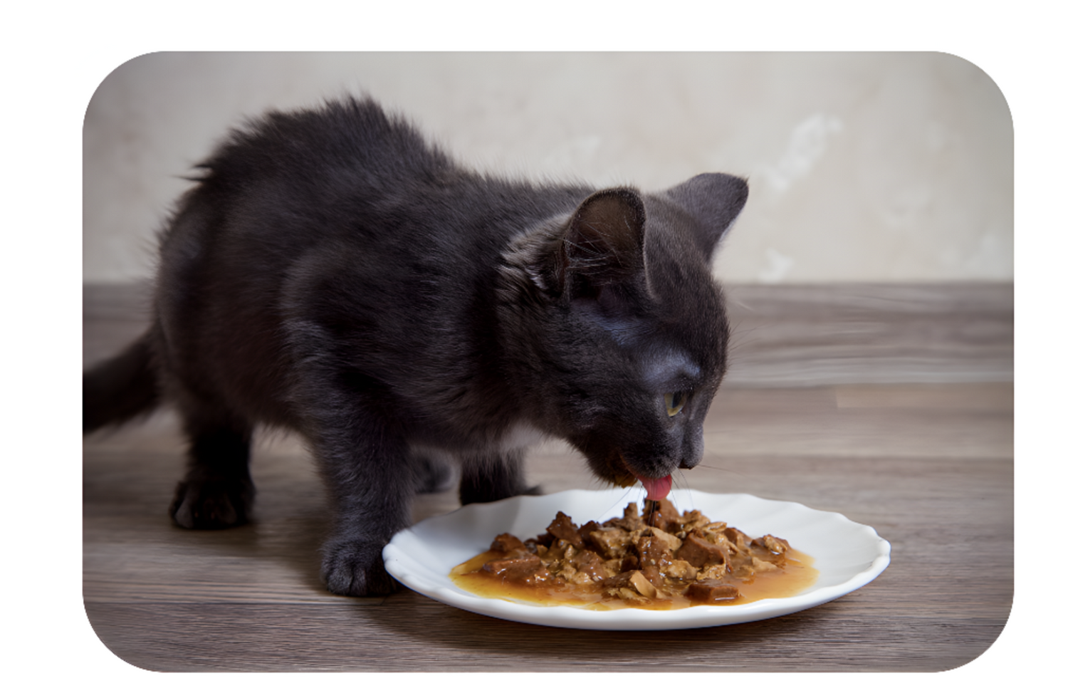 "A unhappy cat eating wet food from a bowl, its whiskers slightly damp and tongue visible. 