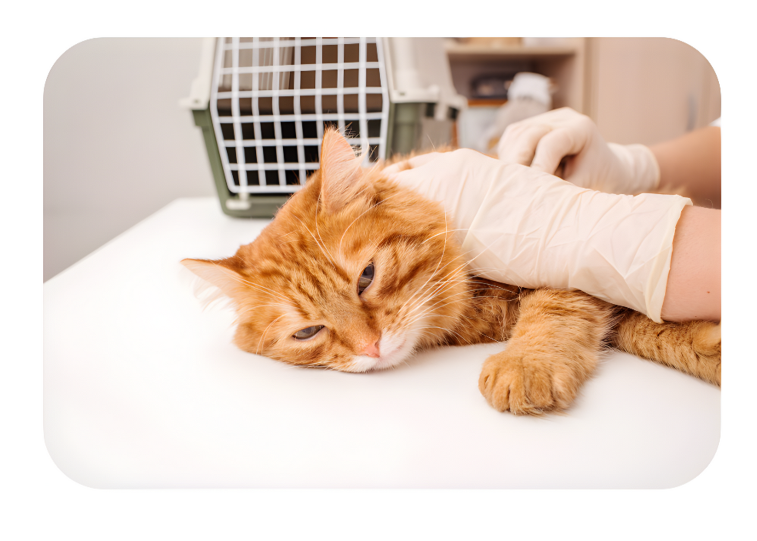 A sick cat lying weakly on the floor, looking lethargic and unwell due to a rapidly spreading disease among pets.