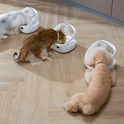 Multi-pet RFID feeder in action identifying cats via collar tags. Two cats and a small dog feeding from the automatic pet feeder, enjoying a shared meal that keeps them satisfied and well-fed."