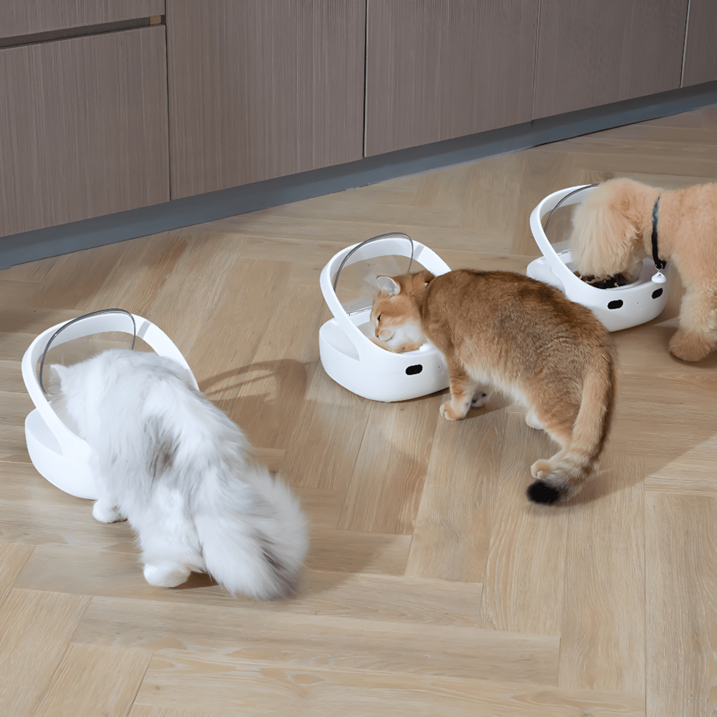 Smart RFID Automatic Cat Feeder - Anti - Theft, Freshness Preserving & Multi - Pet Feeding Solution" -Two cats and a small dog happily enjoying their meal together from the automatic pet feeder, sharing a peaceful and satisfying mealtime."